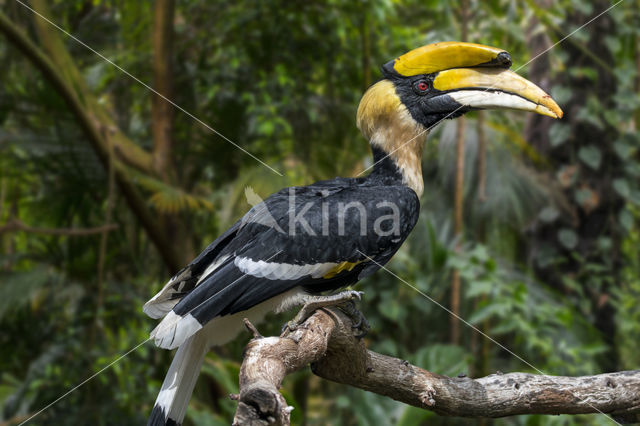 Dubbelhoornige Neushoornvogel (Buceros bicornis)