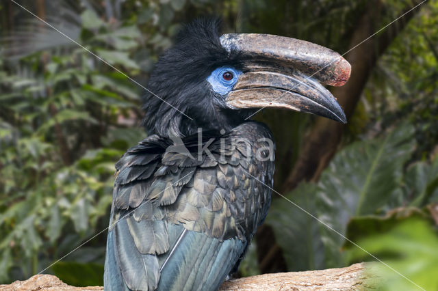 Blauwkeelneushoornvogel (Ceratogymna atrata)