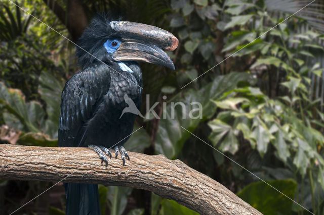 Blauwkeelneushoornvogel (Ceratogymna atrata)