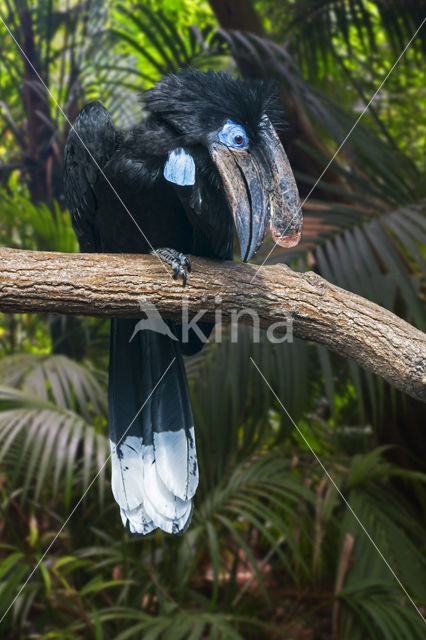 Black-casqued Hornbill (Ceratogymna atrata)