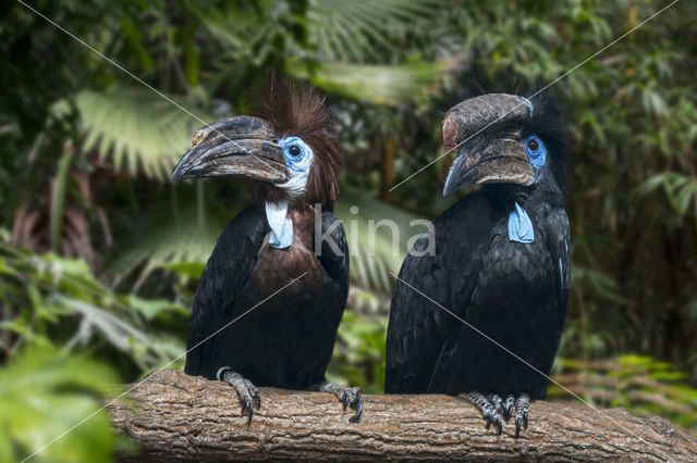 Blauwkeelneushoornvogel (Ceratogymna atrata)