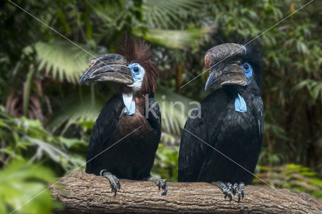 Black-casqued Hornbill (Ceratogymna atrata)