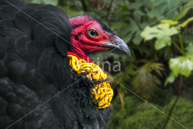 Australische boskalkoen (Alectura lathami)