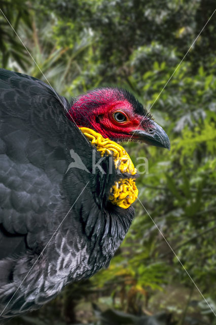 Australische boskalkoen (Alectura lathami)