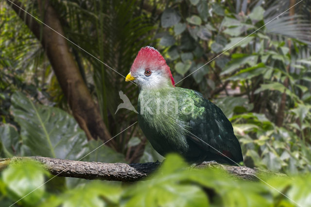 Red-crested Turaco (Tauraco erythrolophus)