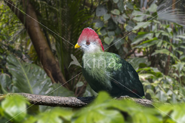 roodkuiftoerako (Tauraco erythrolophus)