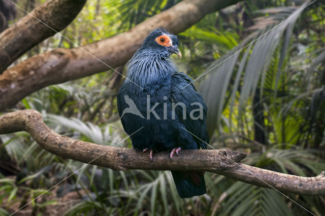 Madagaskar Blauwe Duif (Alectroenas madagascariensis)