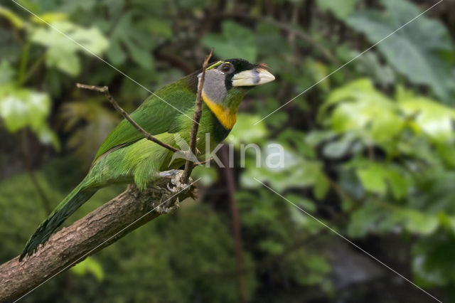 Vuurpluimbaardvogel (Psilopogon pyrolophus)