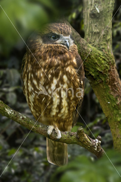 Southern Boobook (Ninox boobook)