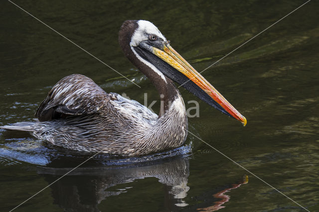 Peruvian Pelican (Pelecanus thagus)