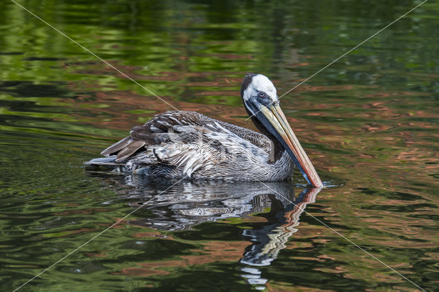 Peruvian Pelican (Pelecanus thagus)