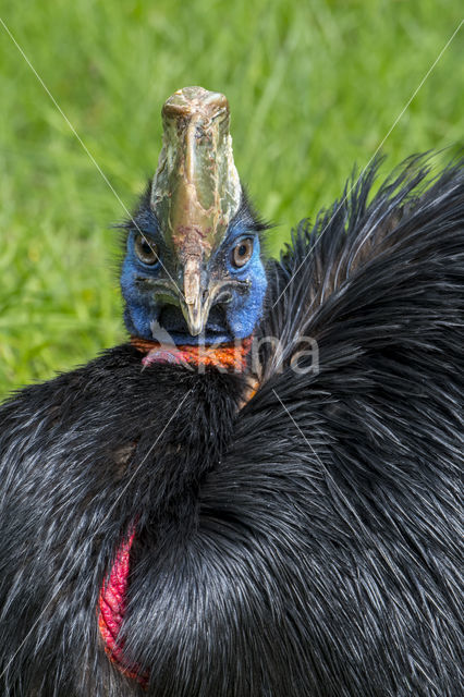 Northern Cassowary (Casuarius unappendiculatus)