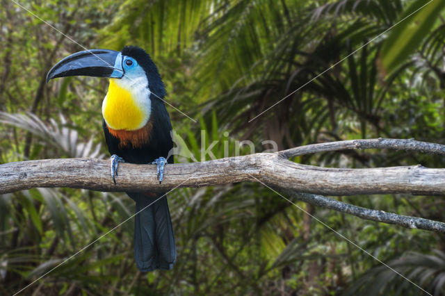 Groensnaveltoekan (Ramphastos vitellinus)