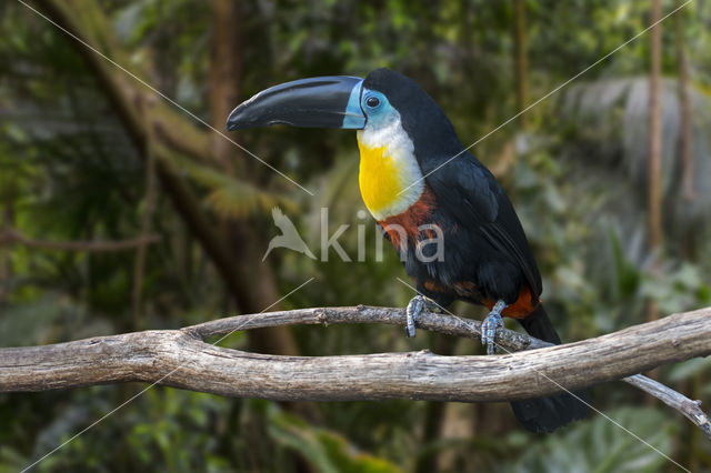 Groensnaveltoekan (Ramphastos vitellinus)