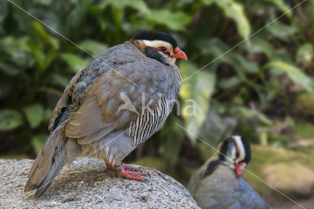 Arabische Steenpatrijs (Alectoris melanocephala)