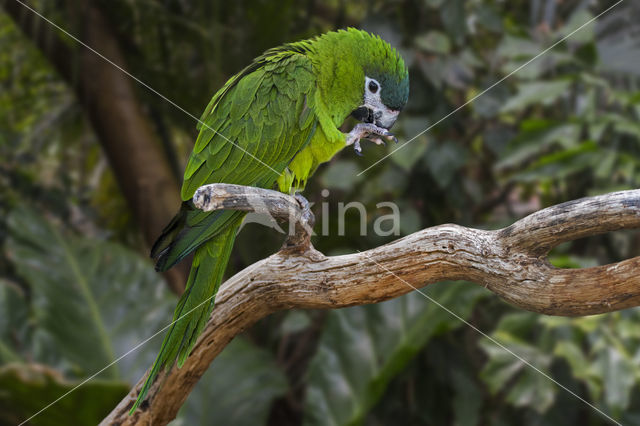 Red-shouldered Macaw (Diopsittaca nobilis)