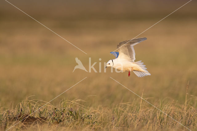 Ross's gull (Rhodostethia rosea)