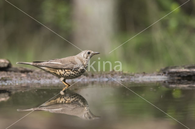 Mistle Thrush (Turdus viscivorus)