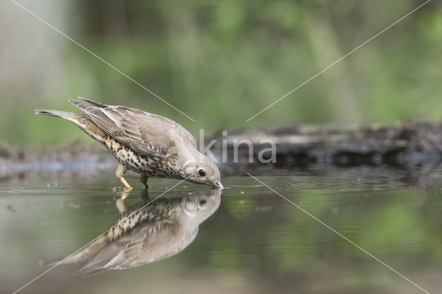 Grote Lijster (Turdus viscivorus)