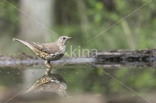 Grote Lijster (Turdus viscivorus)