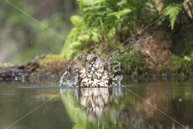 Grote Lijster (Turdus viscivorus)