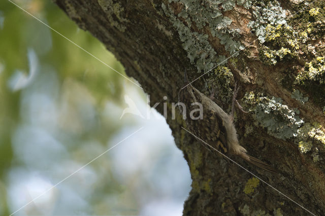 Boomkruiper (Certhia brachydactyla)