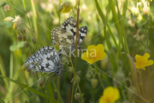 Dambordje (Melanargia galathea)