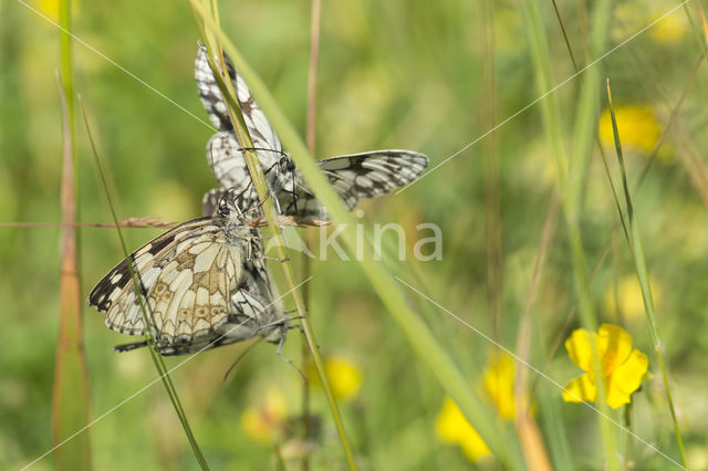 Marbled White (Melanargia galathea)