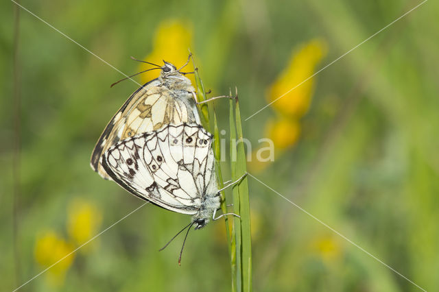 Marbled White (Melanargia galathea)