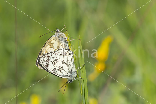 Dambordje (Melanargia galathea)