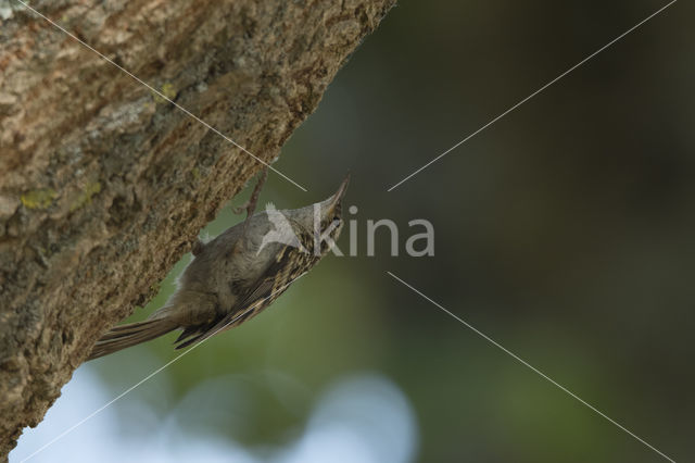 Boomkruiper (Certhia brachydactyla)