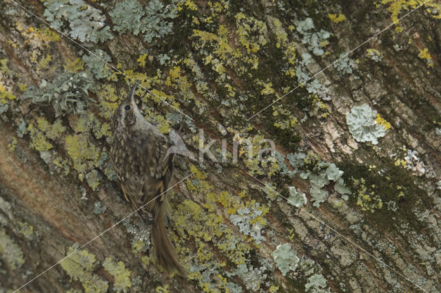 Short-toed Tree Creeper (Certhia brachydactyla)