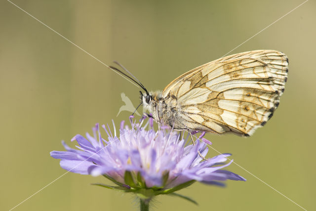 Marbled White (Melanargia galathea)