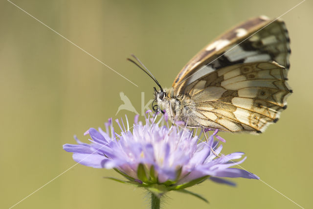 Marbled White (Melanargia galathea)