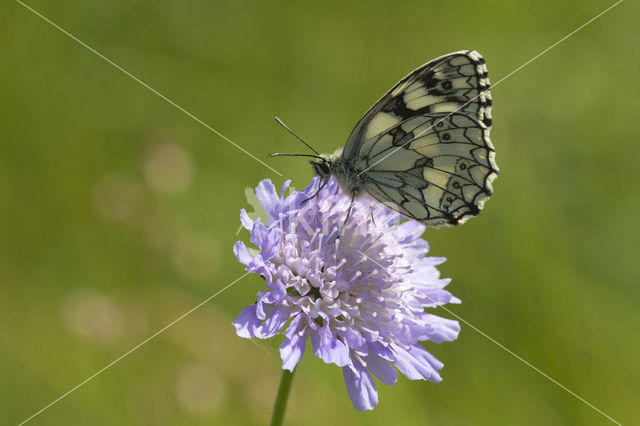 Marbled White (Melanargia galathea)