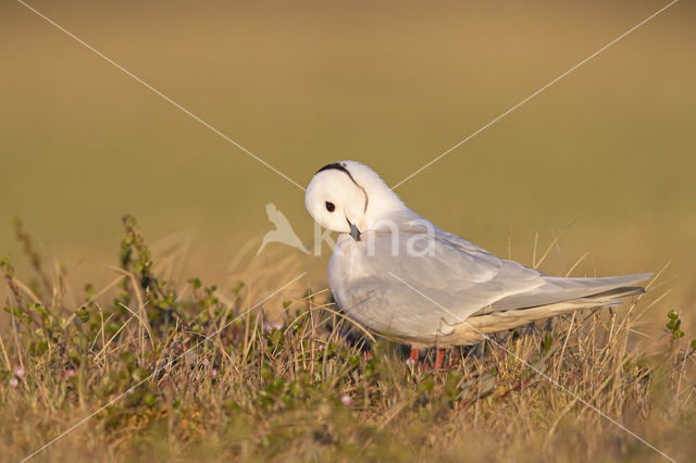 Ross's gull (Rhodostethia rosea)