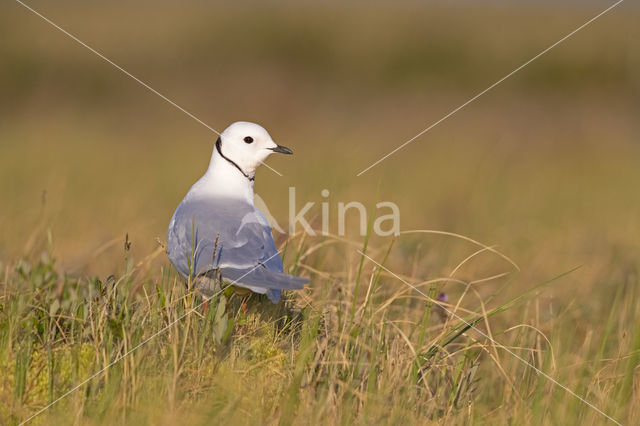 Ross's gull (Rhodostethia rosea)