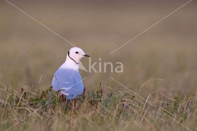 Ross's gull (Rhodostethia rosea)