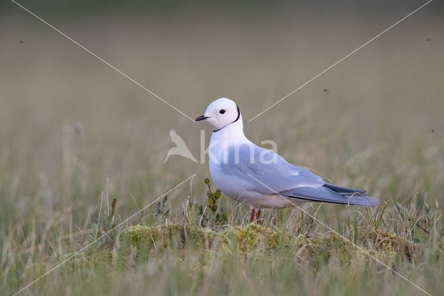 Ross's gull (Rhodostethia rosea)