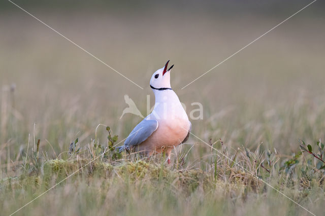 Ross's gull (Rhodostethia rosea)