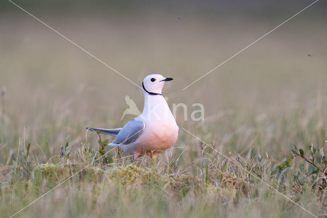 Ross's gull (Rhodostethia rosea)