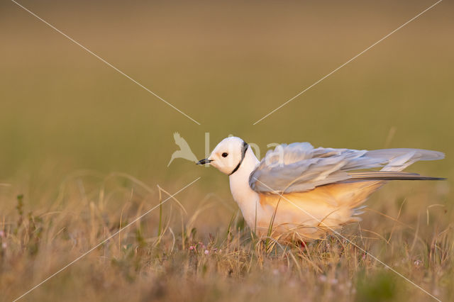 Ross's gull (Rhodostethia rosea)