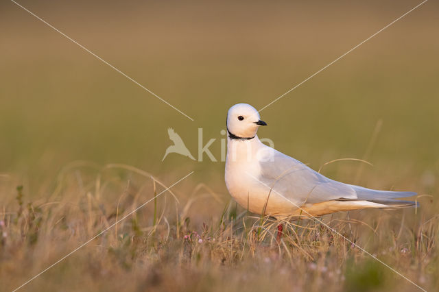 Ross's gull (Rhodostethia rosea)