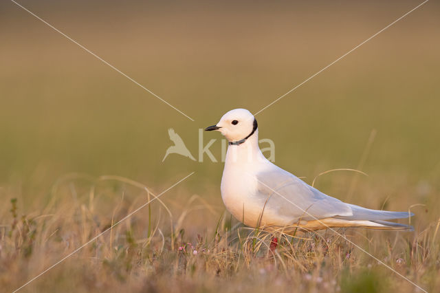 Ross's gull (Rhodostethia rosea)