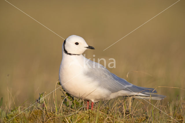 Ross's gull (Rhodostethia rosea)