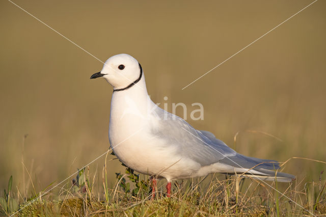 Ross's gull (Rhodostethia rosea)