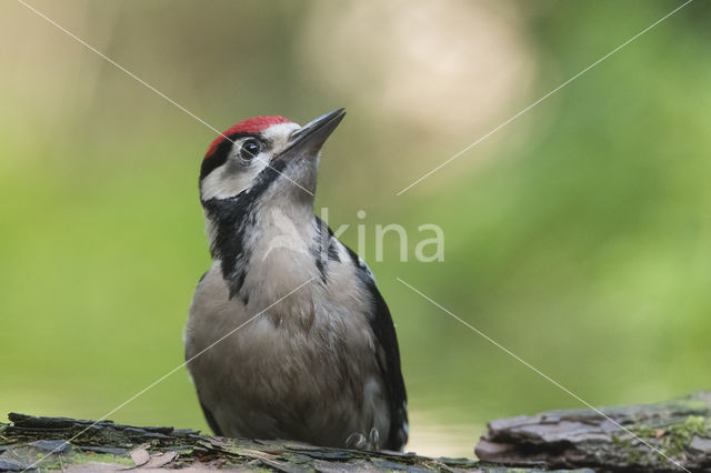 Grote Bonte Specht (Dendrocopos major)