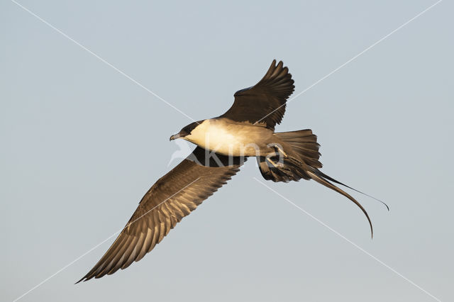 Long-tailed Jaeger (Stercorarius longicaudus)