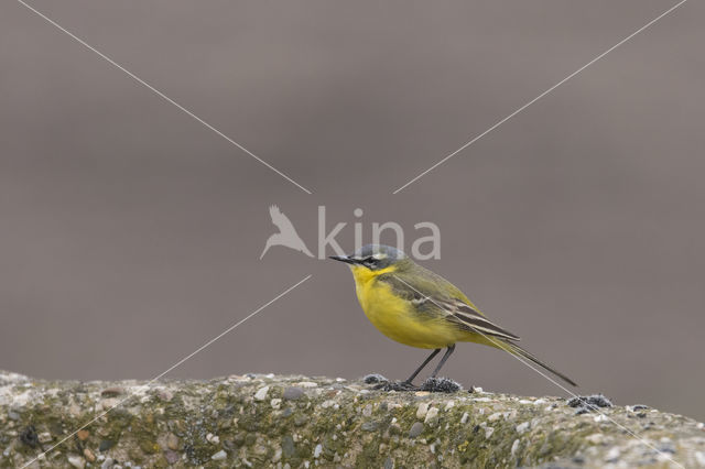 Gele Kwikstaart (Motacilla flava)