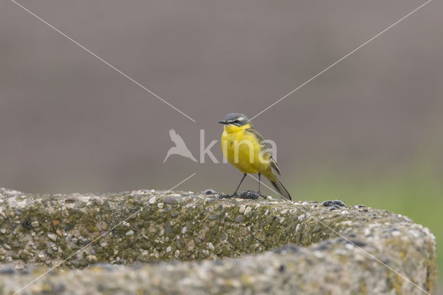 Gele Kwikstaart (Motacilla flava)